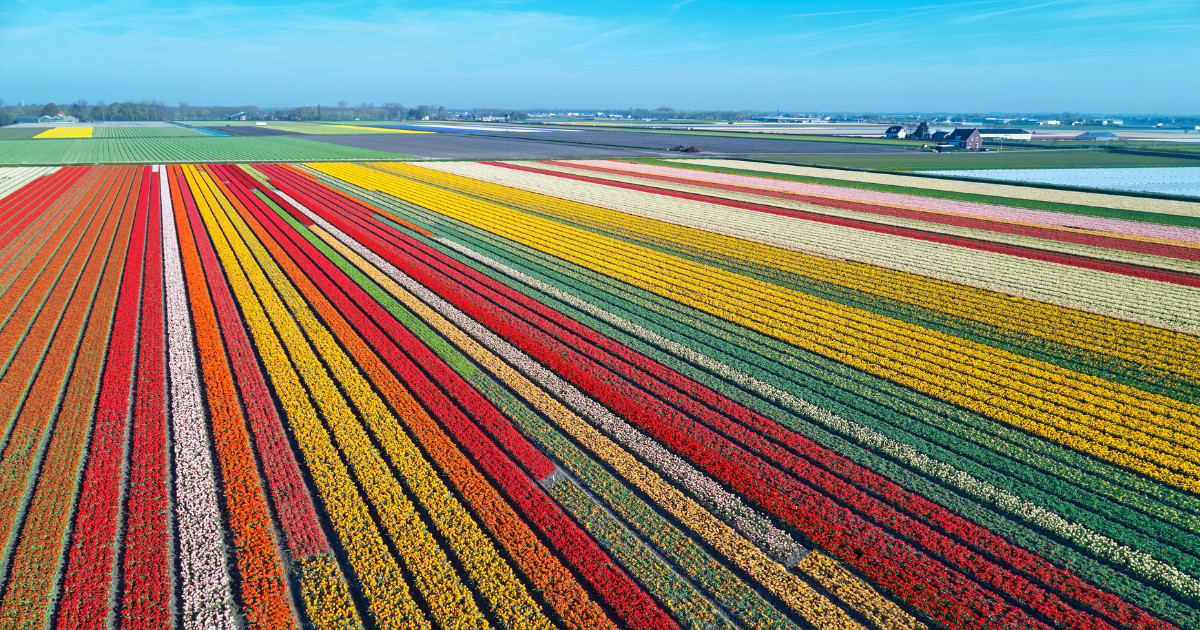 Aerial view of bulb-fields in springtime, located between the towns of Lisse and Sassenheim, province of Zuid-Holland, the Netherlands