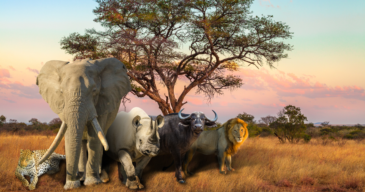 Africas Big 5. Safari animals including, elephant, lion, buffalo, rhino and leopard in African savannah