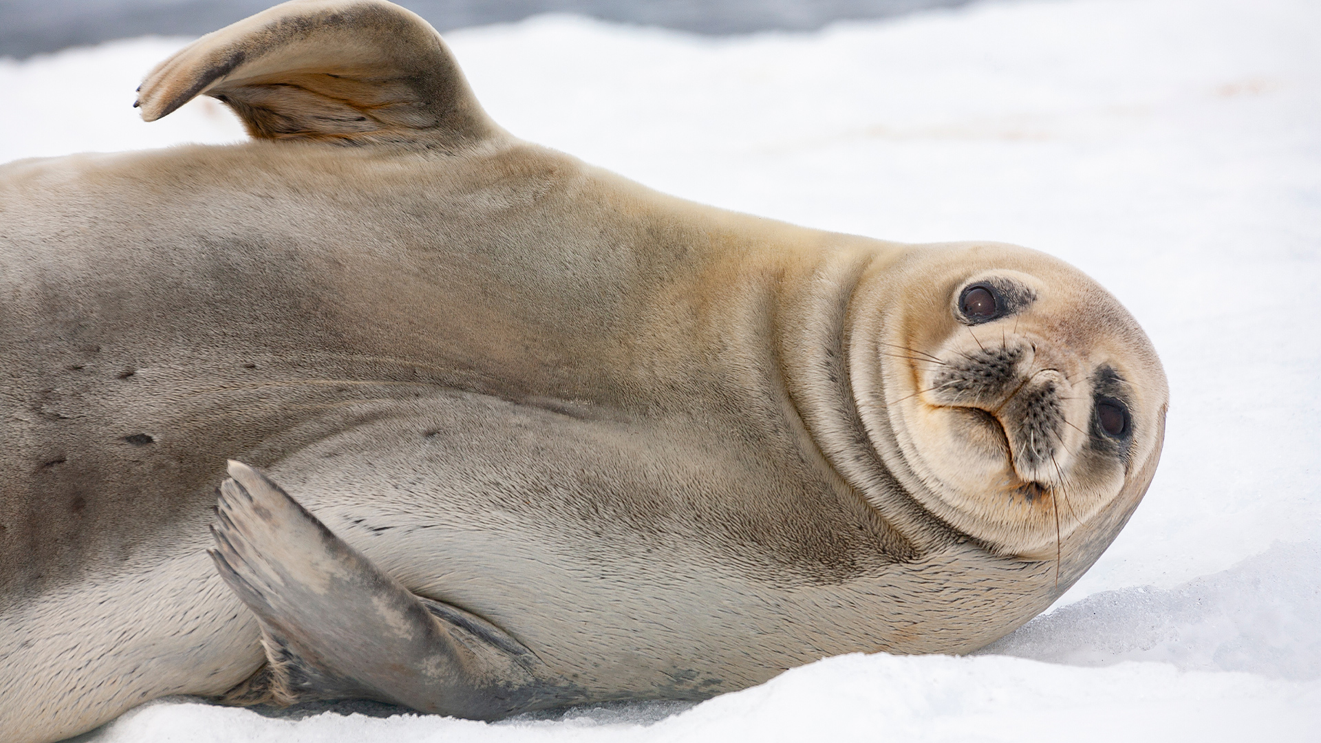 Destinations: Seal laying on an iceberg in Antarctica