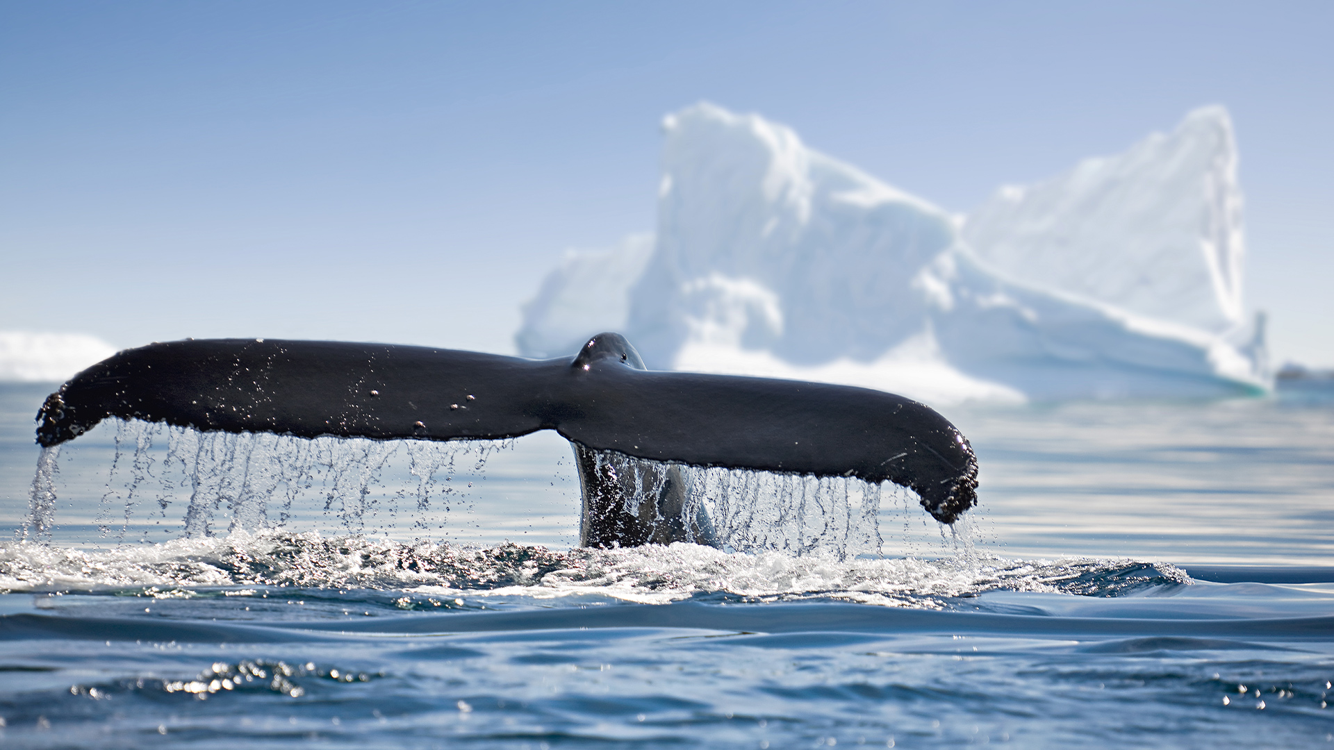 Destinations: Whale tail splashing above the icy waters in Antarctica