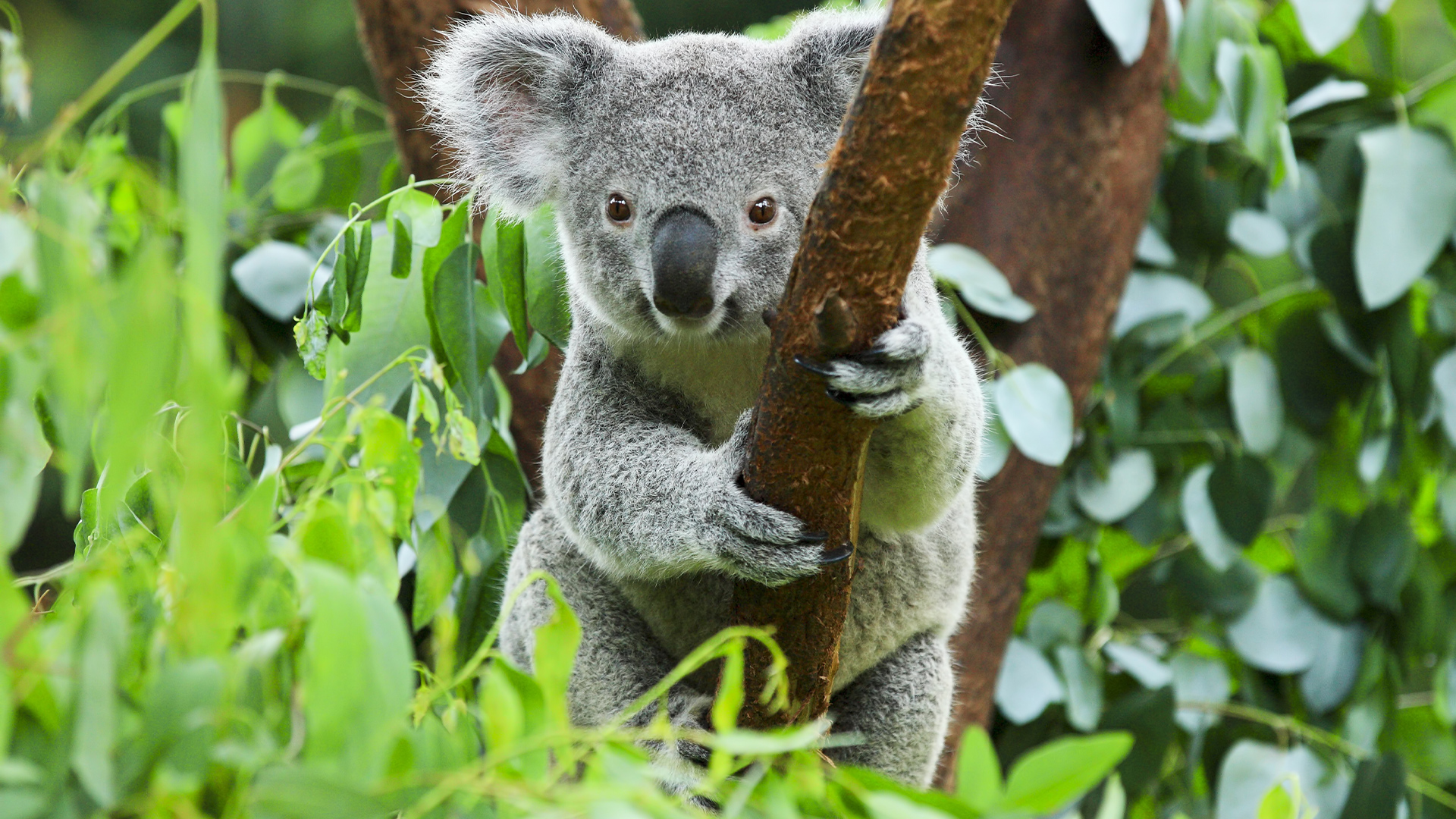Destinations: Koala Bear in the Zoo, Australia, Oceania