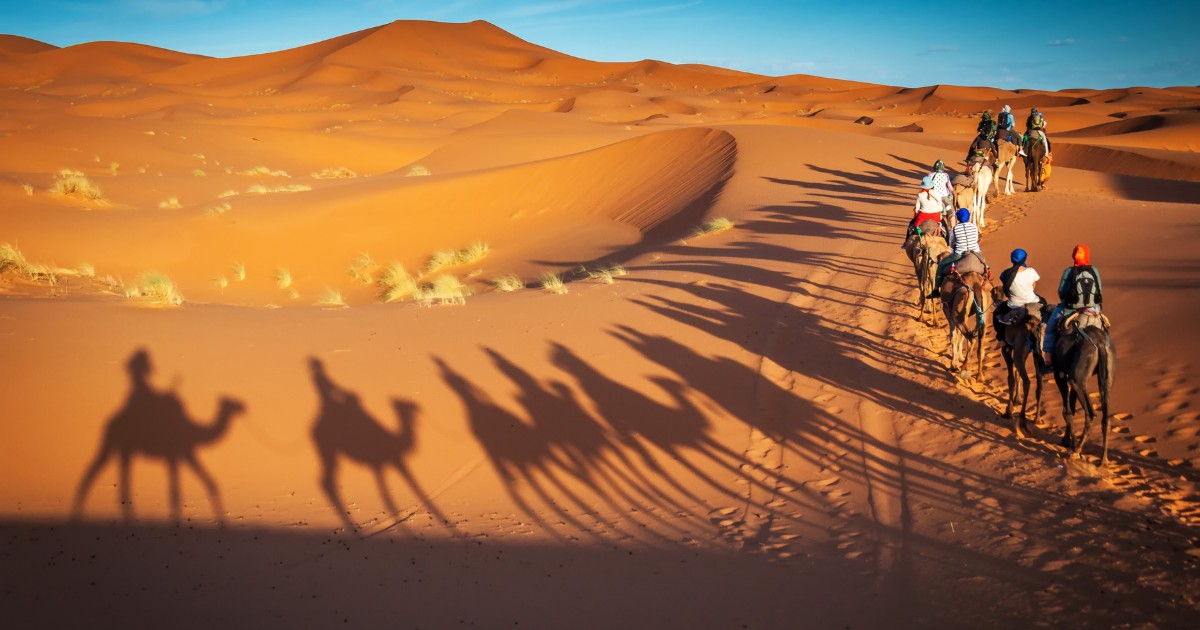 Camels trekking guided safari tours in Merzouga Morocco Sahara