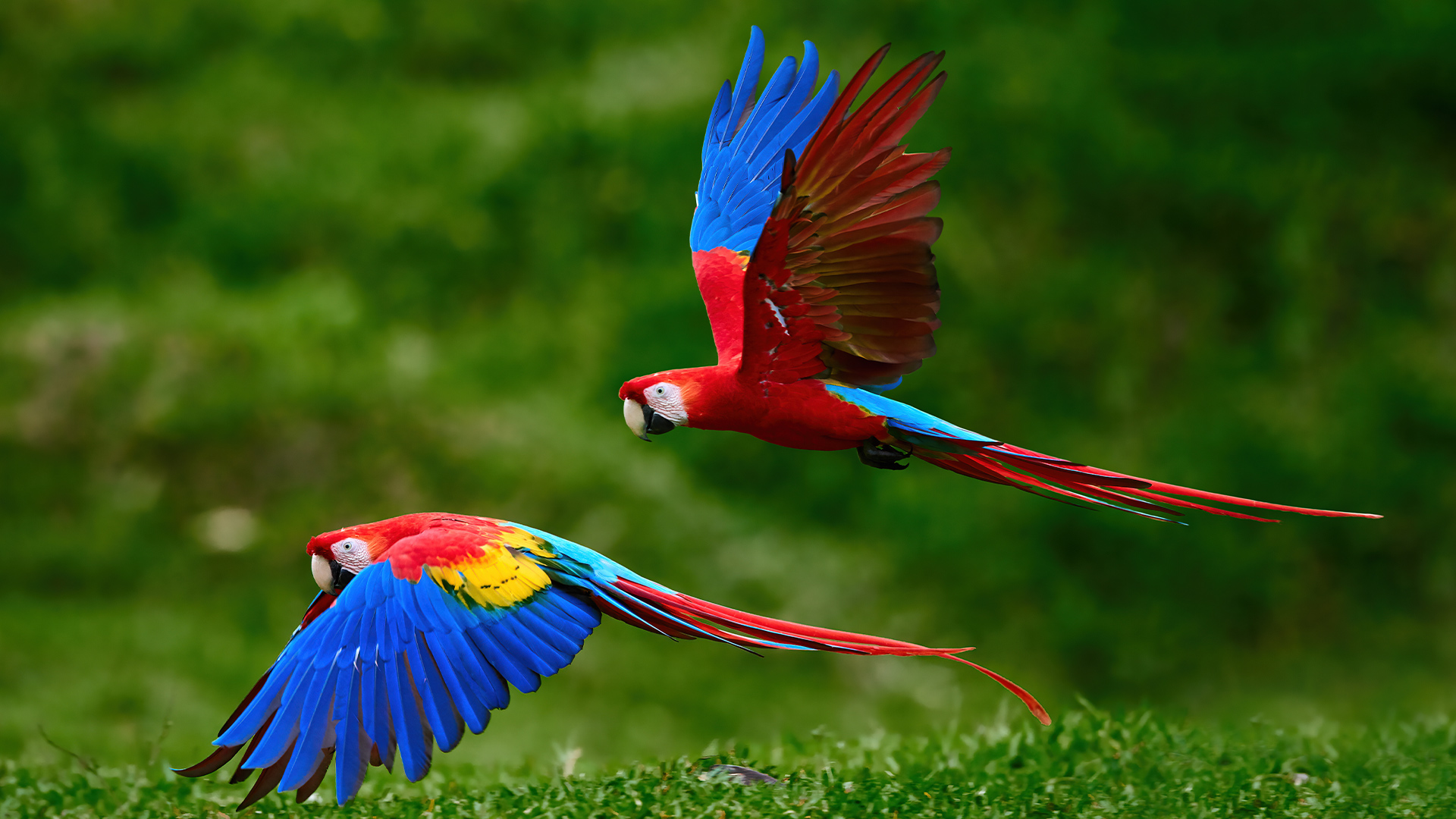 Destinations: Two scarlet Macaw parrots flying with outstretched wings just above the ground in a Tropical Rainforest in Costa Rica, South America