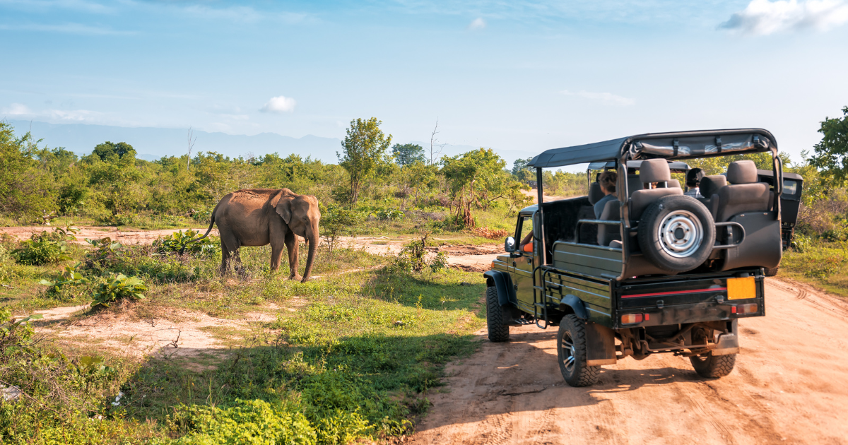 Elephant on safari tour, in Sri Lanka