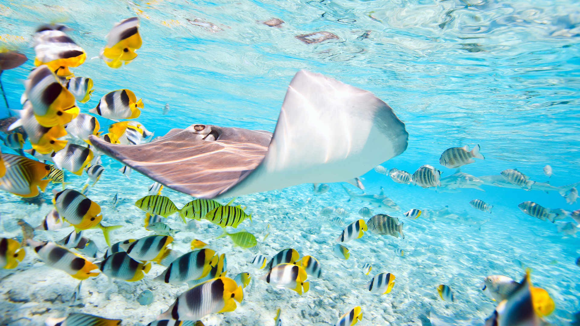 Destinations: Underwater Lagoon with Colorful Fish, a Stingray and Black-Tipped Sharks in Bora Bora, French Polynesia, Oceania