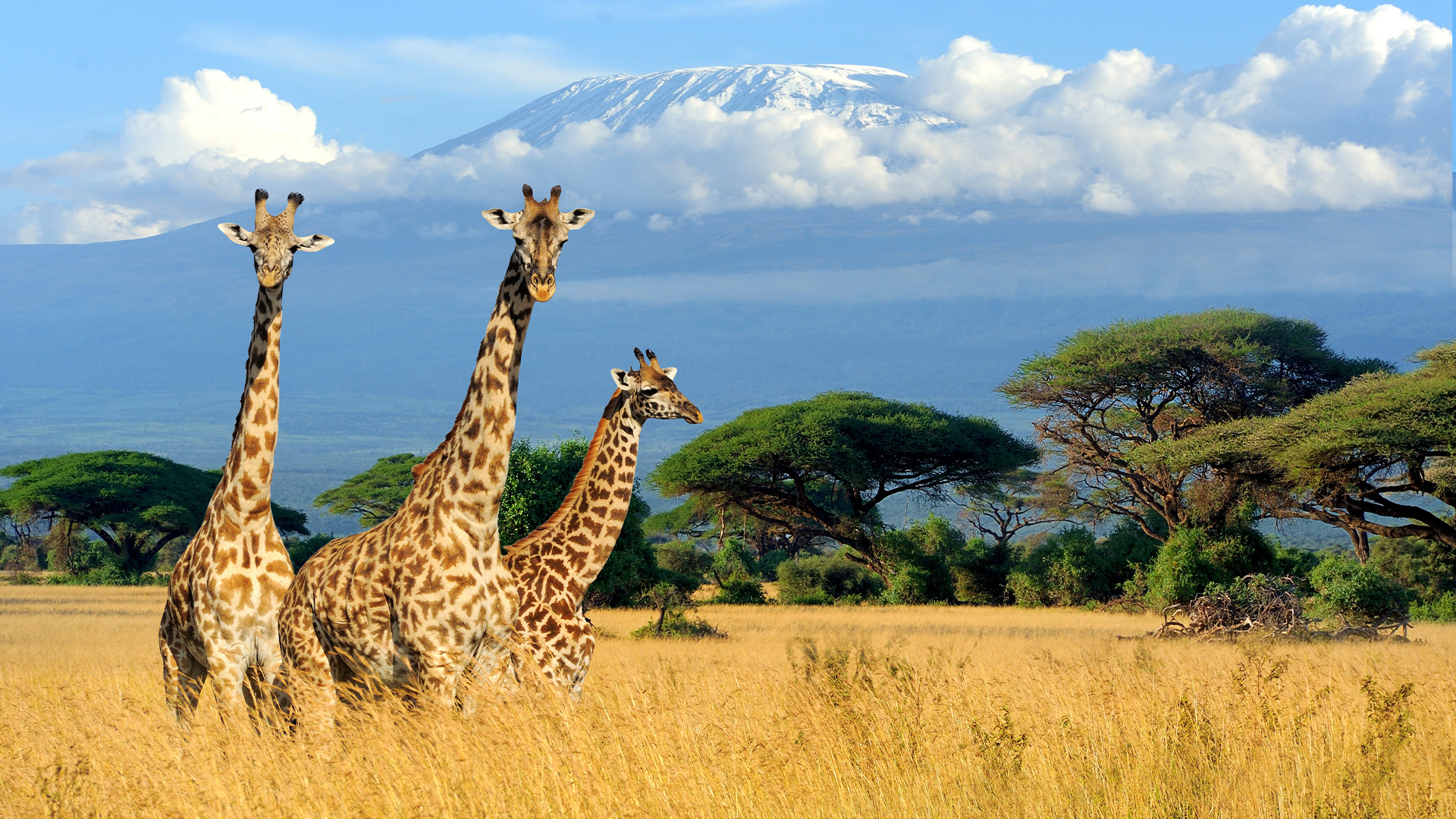 Destinations: Three Giraffe stood in Tall Grass in Kenya National Park, with Mount Kilimanjaro in the background, Kenya, Africa