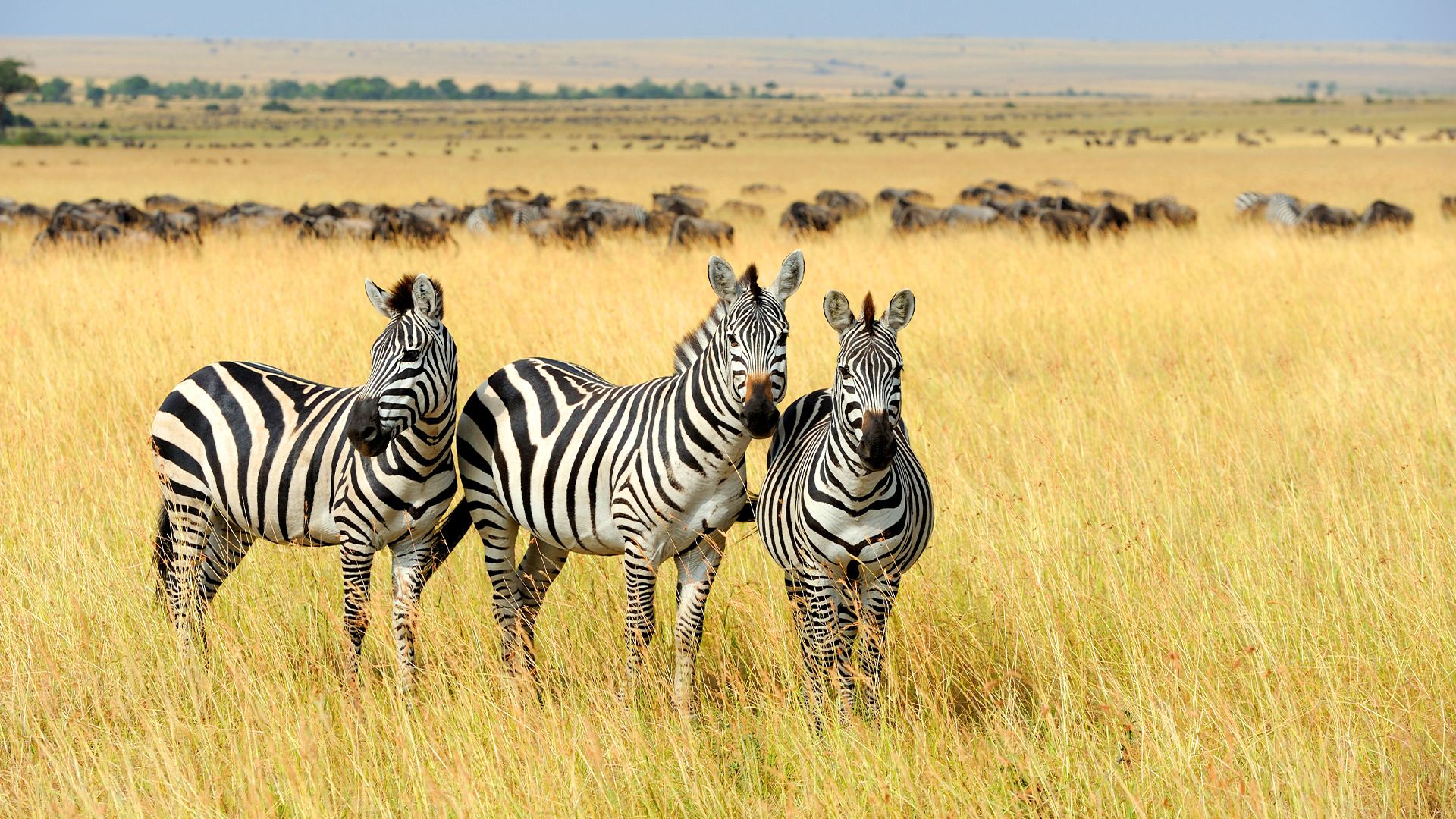 Destinations: Three Zebra on Grassland at Kenya National Park, Kenya, Africa