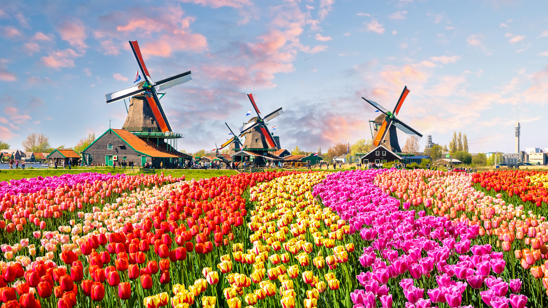 Destinations: Windmills and Tulips in Zaanse Schans, The Netherlands, Europe