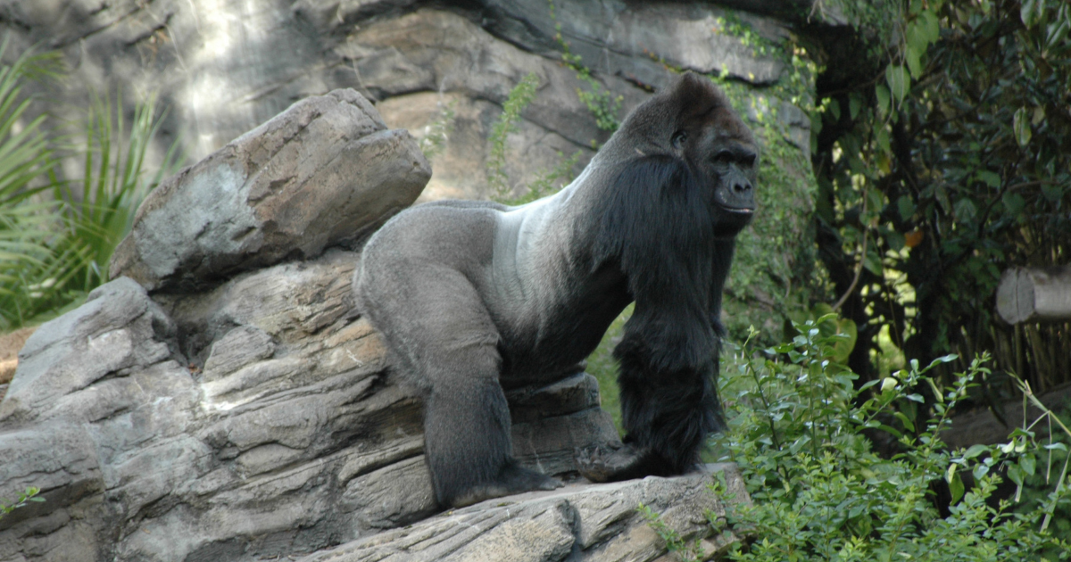Silverback Gorilla, Part of Disney's Wildlife Conservation Mission at Disney's Animal Kingdom