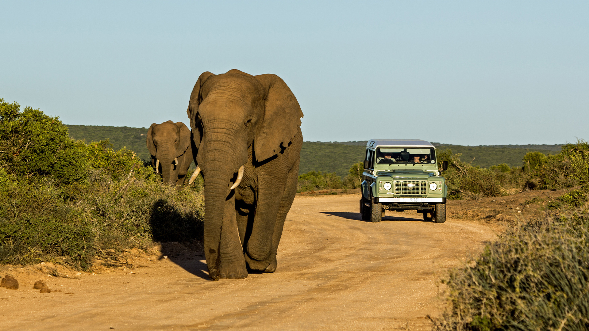 Destinations: Two elephants on a dirt road with a safari Jeep passing by in the Addo National Park, South Africa, Africa