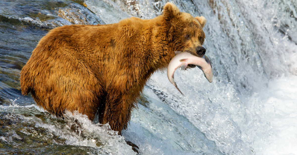 Bear Catches a Fish in Alaska, United States