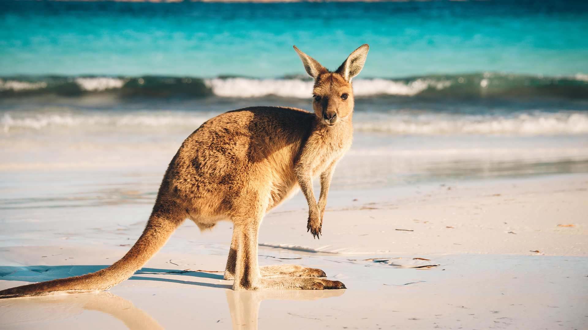 Destinations: Kangaroo on the beach at Luck Bay, Esperance, Cape Le Grand National Park, Western Australia, Oceania.