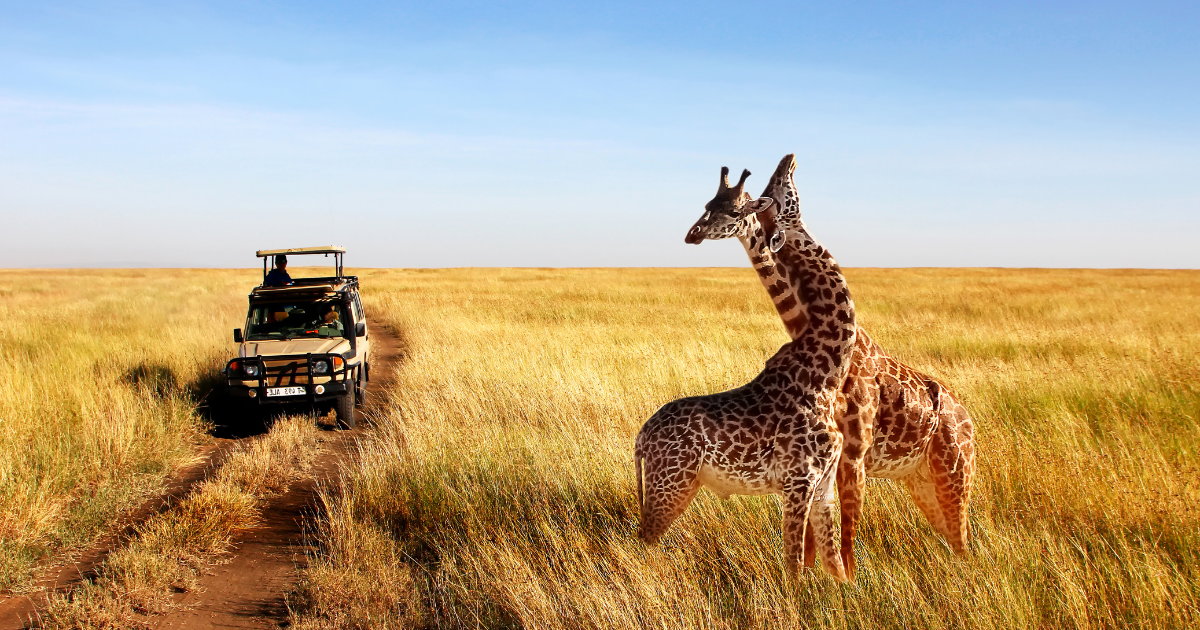Wild giraffes in African savannah. Tanzania. National park Serengeti.