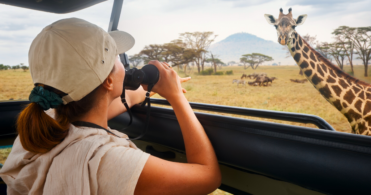 Woman tourist on safari in Africa, traveling by car with an open roof of Kenya and Tanzania, watching giraffes and antelopes in the savannah. National park Serengeti.