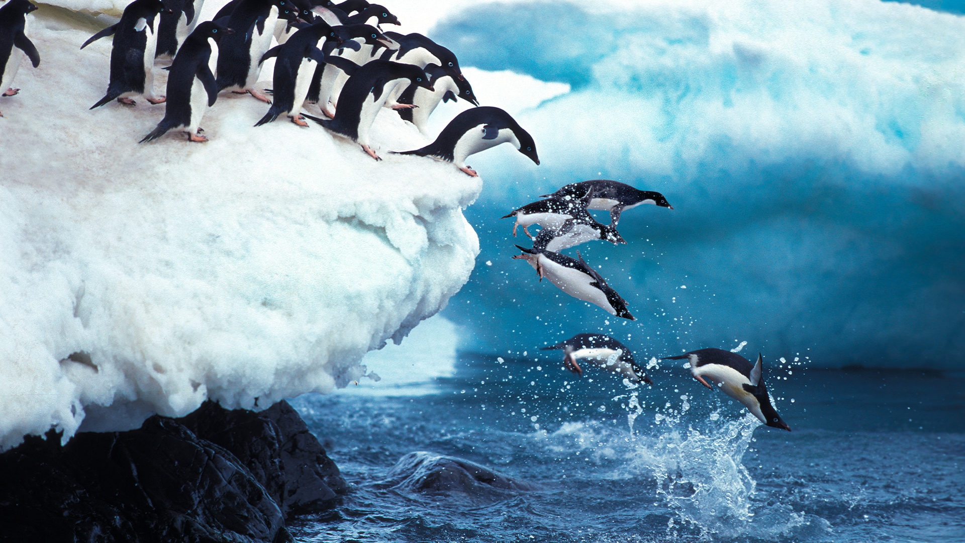 Destinations: Penguins Diving from an Iceberg into the Sea in Antarctica