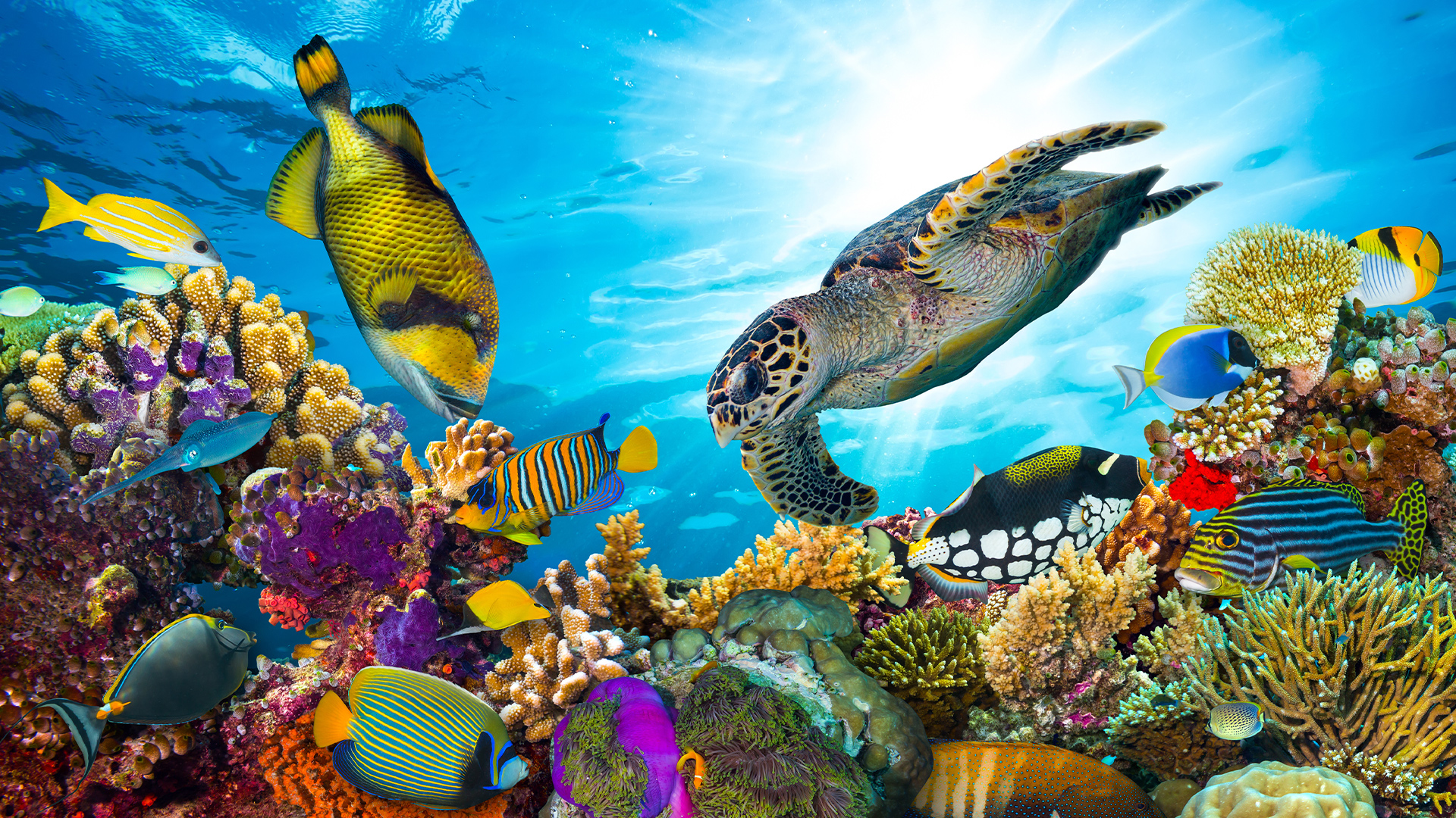 Destinations: Colourful Fish and Marine Life in the Great Barrier Reef, Australia, Oceania